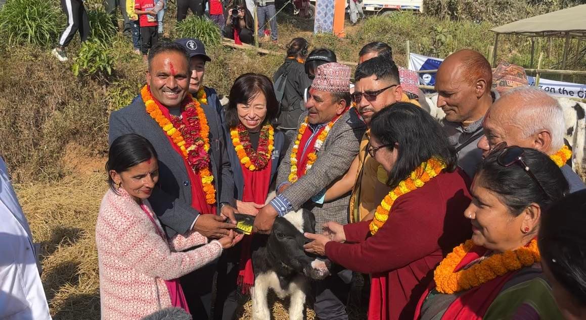 दक्षिण कोरियाबाट ल्याएको उन्नत जातको गाई सिन्धुलीका कृषकलाई नि:शुल्क वितरण